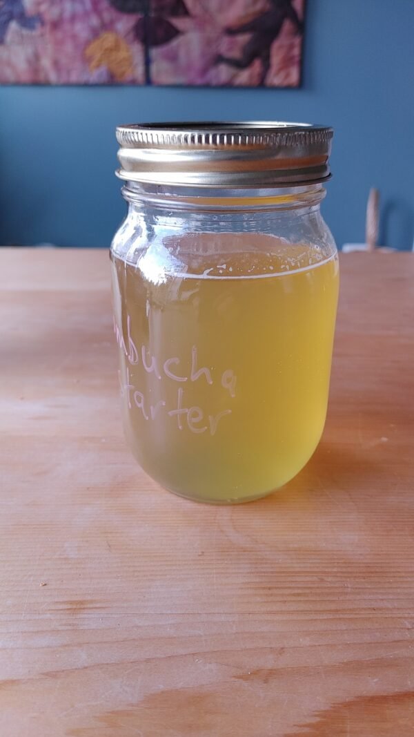 Kombucha Starter