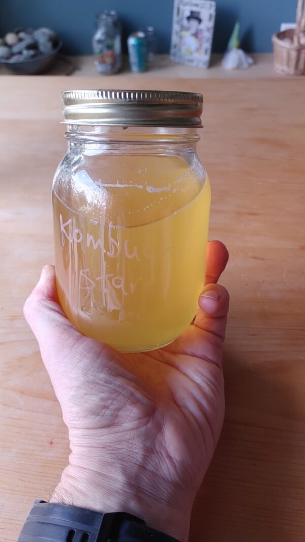 Kombucha Starter - Image 2