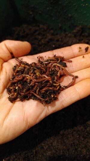 Red Wigglers (compost worms)
